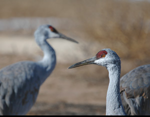 A Need to Be Among the Cranes Image